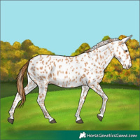 Horse Color:Chestnut Appaloosa