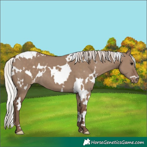 Horse Color:White Spotted Silver Grullo Appaloosa