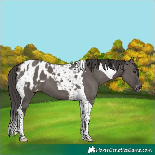 Horse Color:Smoky Grullo Tobiano Appaloosa 