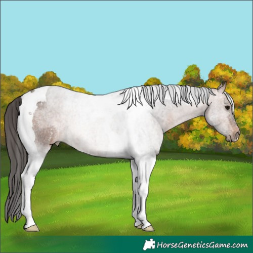 Horse Color:Bay Tobiano