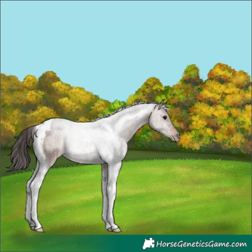 Horse Color:Bay Tobiano 