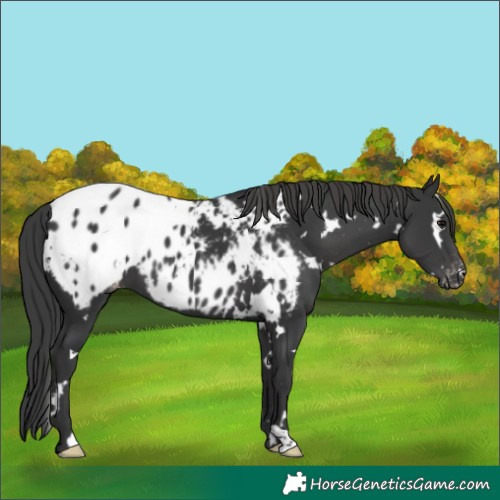 Horse Color:White Spotted Black Appaloosa