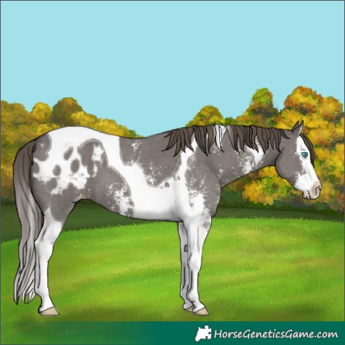 Horse Color:Smoky Grullo Sabino Splash Tobiano Appaloosa