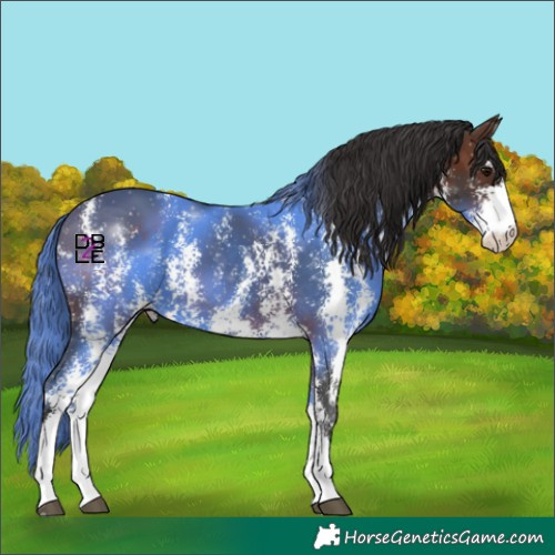 Horse Color:Brown Sabino