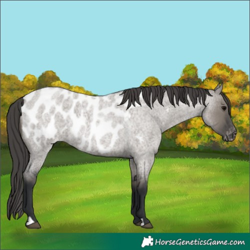 Horse Color:Grullo Roan Near Leopard Rabicano 