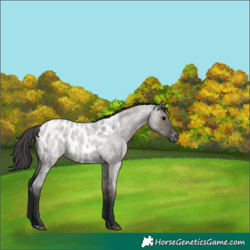 Horse Color:Grullo Roan Appaloosa Rabicano 