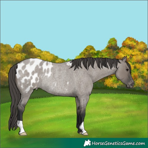 Horse Color:Grullo Roan Appaloosa Rabicano