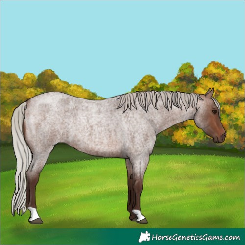 Horse Color:Silver Brown Roan