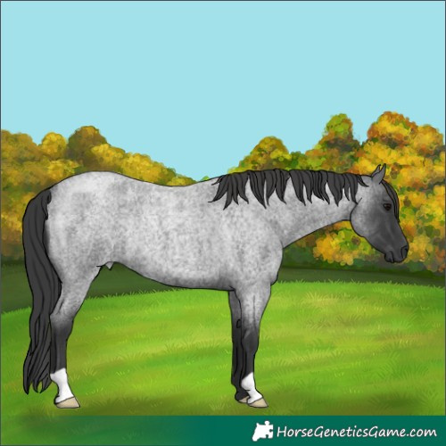 Horse Color:Blue Roan Rabicano 