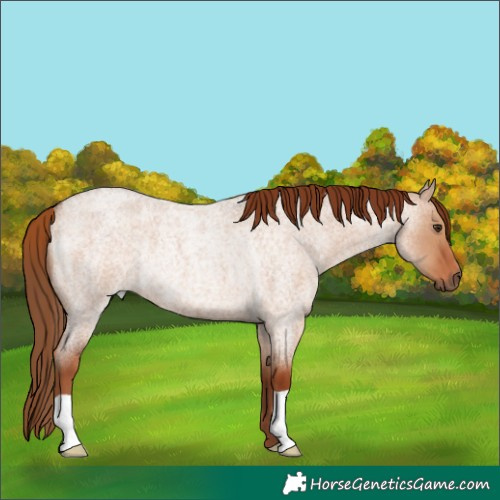 Horse Color:Red Dun Roan Rabicano