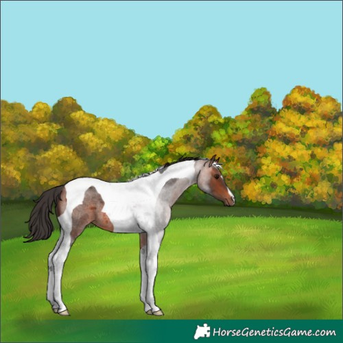 Horse Color:Bay Roan Tobiano 