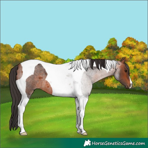 Horse Color:Bay Roan Tobiano