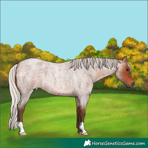 Horse Color:Silver Bay Roan 