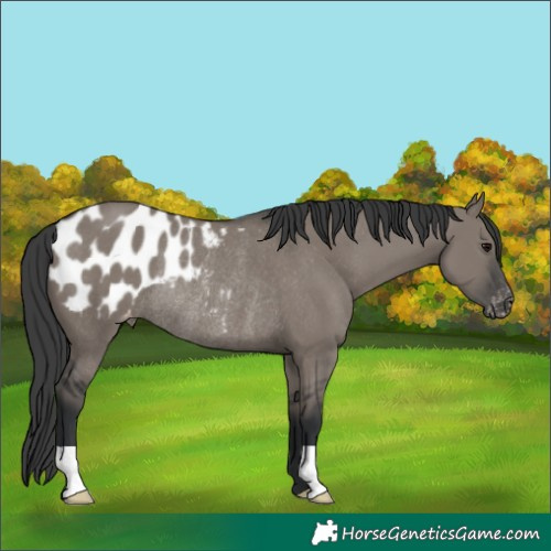 Horse Color:Grullo Appaloosa Rabicano 
