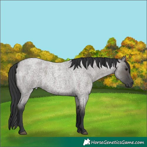 Horse Color:Grullo Roan Rabicano 