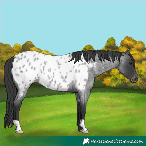 Horse Color:Blue Roan Appaloosa 