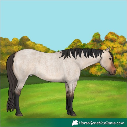 Horse Color:Bay Roan Dun