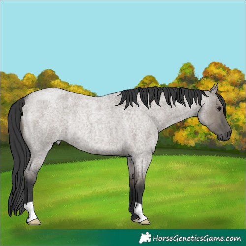 Horse Color:Grullo Roan Rabicano