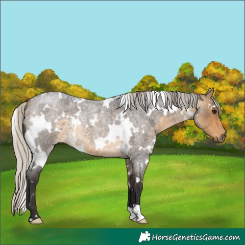 Horse Color:White Spotted Silver Buckskin Roan