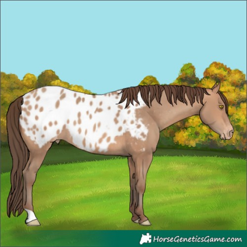 Horse Color:Amber Champagne Appaloosa 