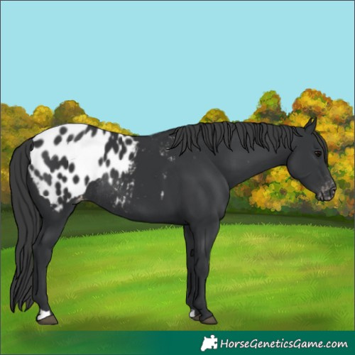 Horse Color:Black Appaloosa Rabicano 