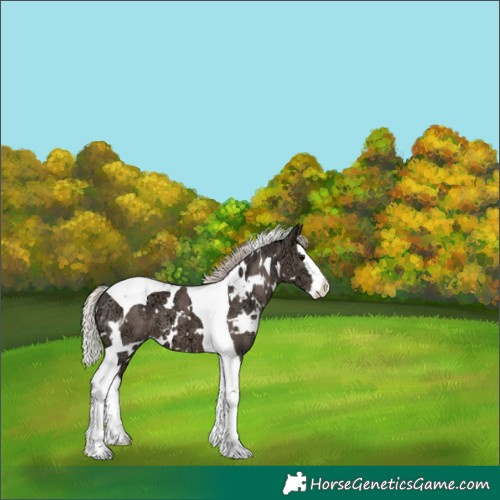 Horse Color:White Spotted Silver Black Ice Splash Tobiano Appaloosa 