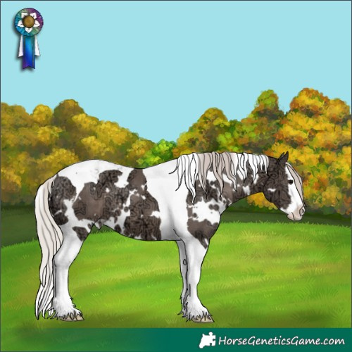 Horse Color:White Spotted Silver Black Ice Splash Tobiano Appaloosa