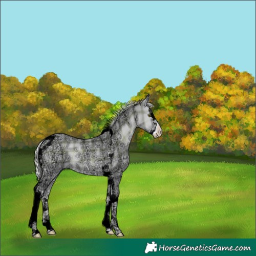Horse Color:Plaid Silver Blue Onyx Chinchilla Ice Splash Tobiano