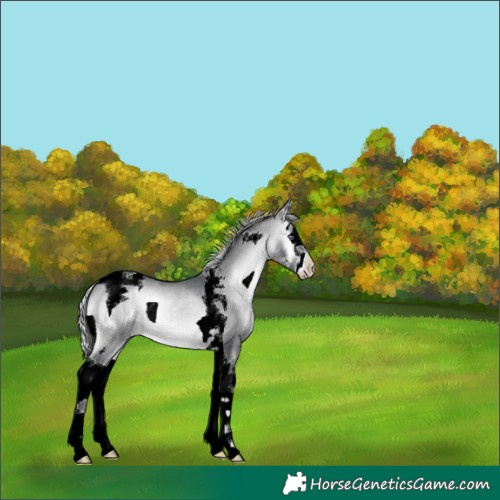 Horse Color:Silver Brown Chinchilla Onyx Sabino Splash Tobiano 