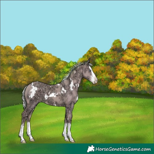 Horse Color:Watercolor White Spotted Silver Classic Champagne Chinchilla Ice Sabino Splash 