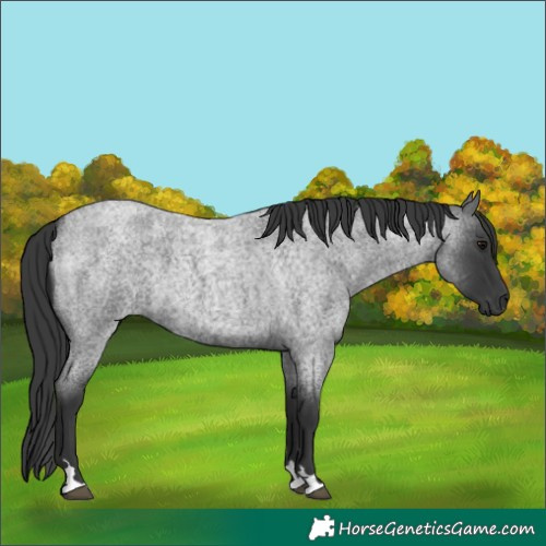 Horse Color:Blue Roan