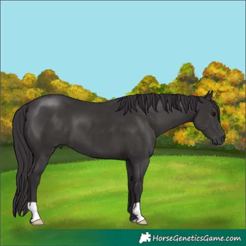 Horse Color:Smoky Black