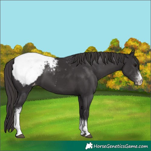 Horse Color:Smoky Black Sabino Appaloosa