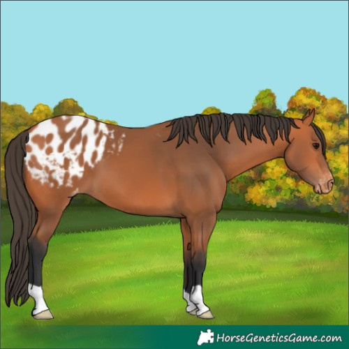 Horse Color:Bay Appaloosa