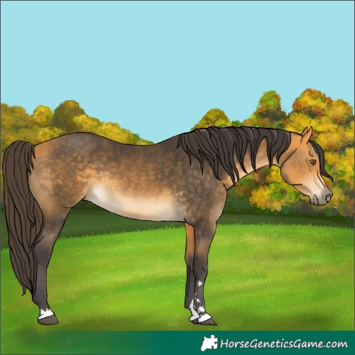 Horse Color:Buckskin