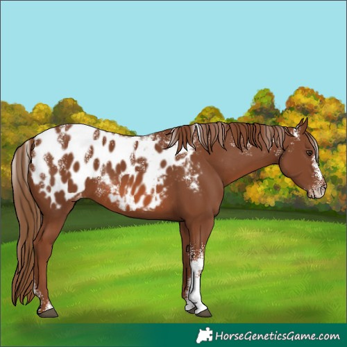 Horse Color:Powder White Chestnut Appaloosa 