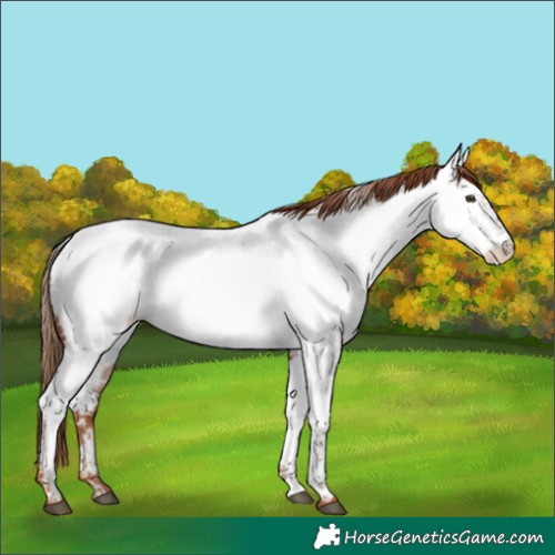 Horse Color:Red Roan Near Fewspot