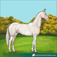 Horse Color:Silver Grullo Roan Pearl Tobiano Frame