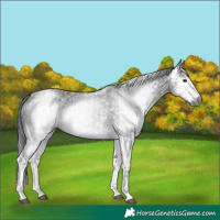 Horse Color:Gray White Spotted Black  and Gray White Spotted Black 