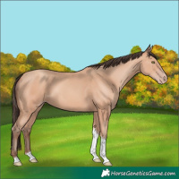 Horse Color:Amber Champagne Tobiano