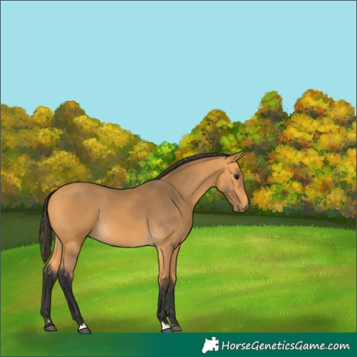 Horse Color:Buckskin 