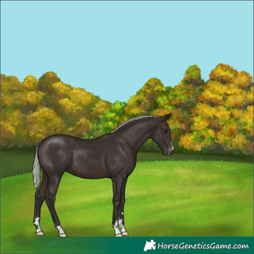 Horse Color:Silver Brown Appaloosa 