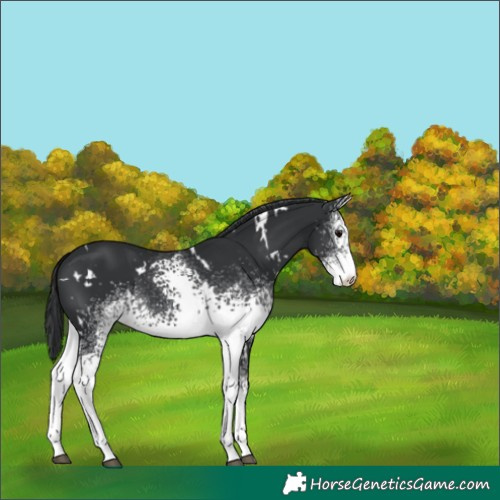 Horse Color:White Spotted Black 