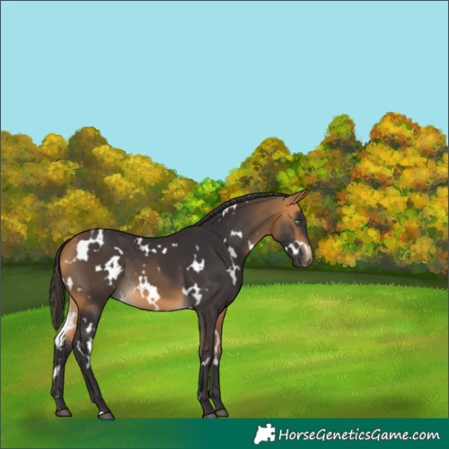 Horse Color:White Spotted Buckskin