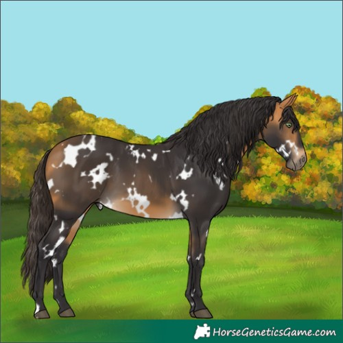 Horse Color:White Spotted Buckskin 