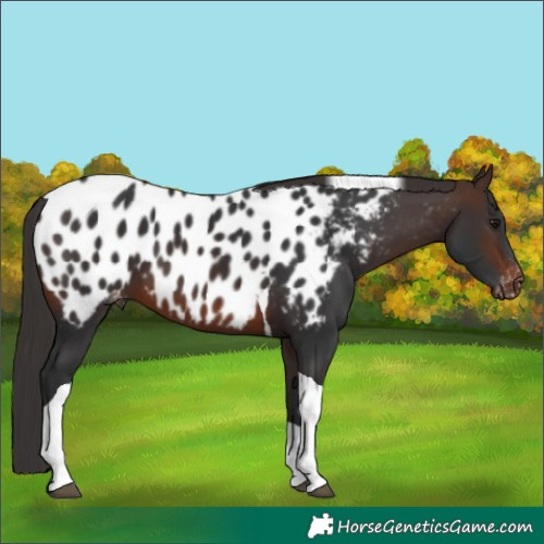 Horse Color:Brown Tobiano Appaloosa 