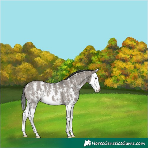 Horse Color:Grullo Sabino Splash 