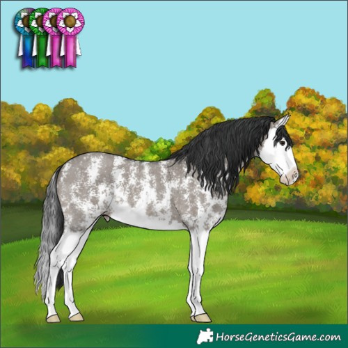 Horse Color:Grullo Sabino Splash
