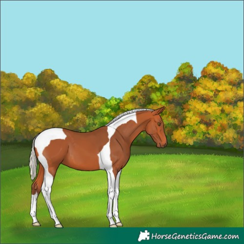 Horse Color:Silver Bay Tobiano