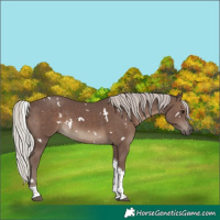 Horse Color:White Spotted Silver Black Tobiano